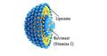 Liposomal Vitamin C: The Absorption Revolution
