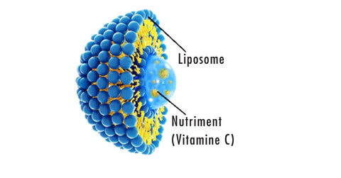Vitamina C liposomiale: la rivoluzione dell'assorbimento